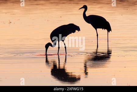 Sandkräne (Antigone canadensis), die in einem der vielen Teiche in der Schutzhütte bei Sonnenuntergang glühen. Bosque Del Apache National Wildlife Refuge, New Mexico, USA. Januar. Stockfoto