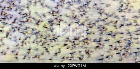 Murmeln eines gelbköpfigen Amsels (Xanthocephalus xanthocephalus) bei Sonnenuntergang in der Sonora-Wüste in der Nähe von Tucson, Arizona, USA. Stockfoto