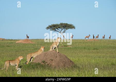 Geparden (Acinonyx jubatus), weibliche und Jugendliche, die auf der Suche nach Beute aus Termitenhügel sind, mit Antilopen dahinter, Masai-Mara Game Reserve, Kenia Stockfoto