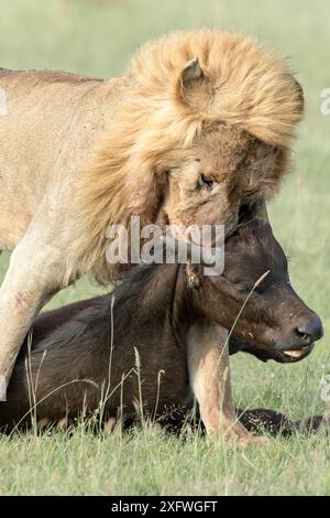 Löwe (Panthera leo), männliche schleifende Büffelbeute, Masai-Mara Game Reserve, Kenia Stockfoto