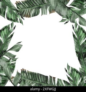Bananenaquarell. Handgezeichneter quadratischer Rahmen mit tropischen Blättern. Clipart isoliert auf weißem Hintergrund realistische exotische Pflanze. Ideal für die Gestaltung von Menüs Stockfoto
