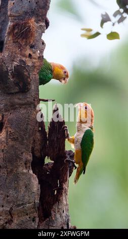 White-bellied Papageien (Pionites leucogaster xanthomeri) im Regenwald, Tambopata National Reserve, Peru. Stockfoto