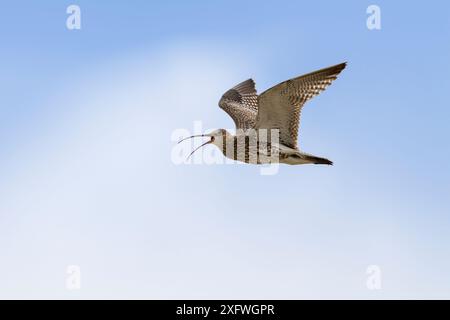 Curlew (Numenius arquata) im Flug, Spiekeroog Island National Park, Deutschland, Europa Stockfoto