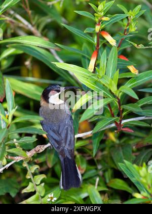 Östliche Spinebill (Acanthorhynchus tenuirostris cairnsensis), ernährt sich von Nektar, Atherton Tablelands, Queensland, Australien, Oktober. Stockfoto