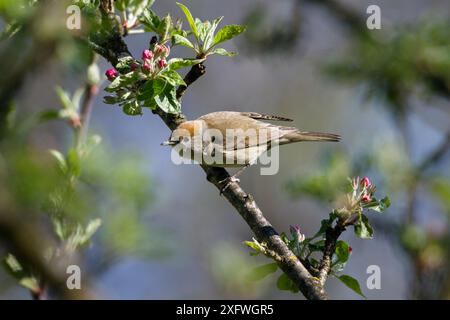 Blackcap (Sylvia atricapilla) weiblich im Apfelbaum, Deutschland, April. Stockfoto