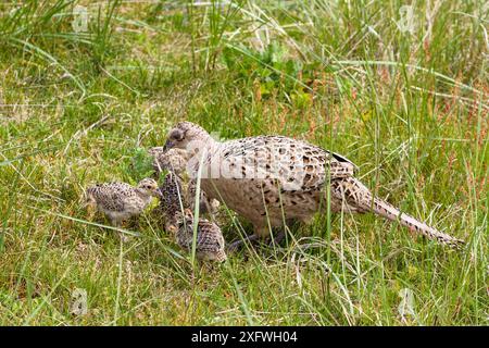 Fasan (Phasianus colchicus) weiblich mit Küken, Ostfriesische Inseln, Nationalpark Niedersächsisches Wattenmeer. Wattenmeer UNESCO-Weltkulturerbe, Deutschland, Juni. Stockfoto