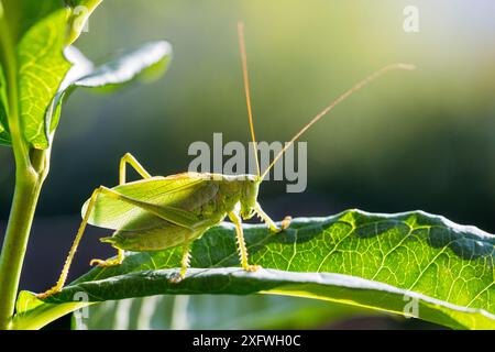 Bergrüner Buschgrille (Tettigonia cantans) männlich, Bayern, Deutschland, August. Stockfoto