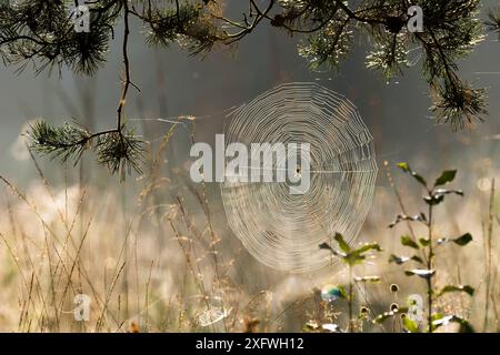 Spinnennetz (Araneus sp) mit Tau bedeckt, Oberbayern, Deutschland, September. Stockfoto