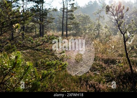 Spinnennetz (Araneus sp) mit Tau bedeckt, Oberbayern, Deutschland, September. Stockfoto