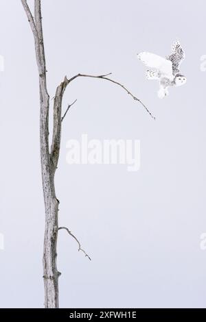 Schnee-eule (Bubo scandiacus) Weibliche Abnehmen der Winter Baum, Quebec, Kanada Stockfoto