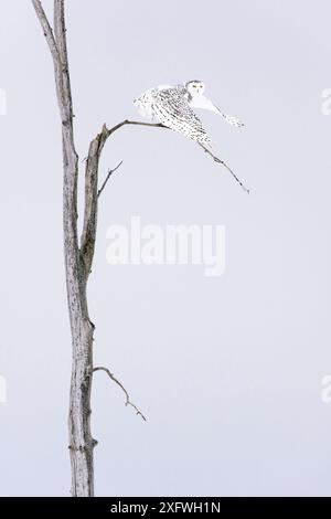 Schnee-eule (Bubo scandiacus) Weibliche Abnehmen der Winter Baum, Quebec, Kanada Stockfoto