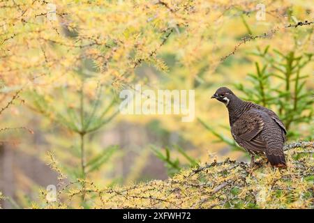 Canada Biruse (Falcipennis canadensis) in Herbstbaum, Quebec, Kanada, Oktober. Stockfoto