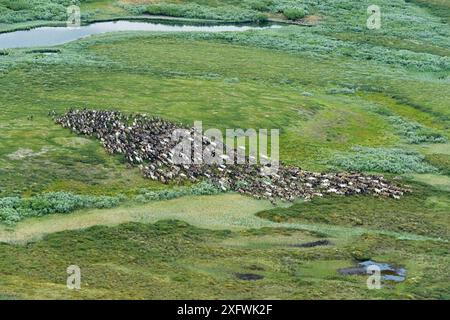 Luftaufnahme des Rentiers (Rangifer tarandus) während der Herde, Nenets Autonomous Okrug, Arktis, Russland, Juli 2017 Stockfoto