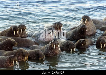 Walrosskolonie (Odobenus rosmarus), ruhend, Insel Vaygach, Arktis, Russland, Juli Stockfoto