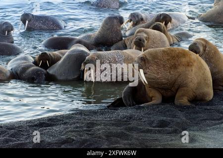 Walrosskolonie (Odobenus rosmarus), ruhend, Insel Vaygach, Arktis, Russland, Juli Stockfoto