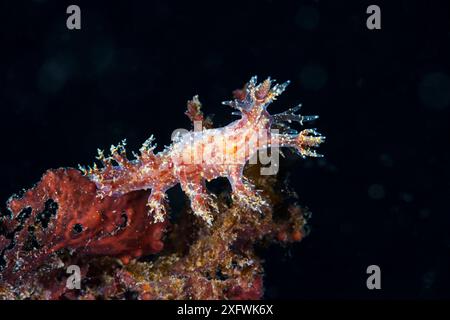 Frond Eolis (Dendronotus frondosus) Nowaja Semlja, Russische Arktis, Juli Stockfoto