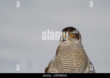 Nordgoschawk (Accipiter gentilis) Porträt, Finnland, März. . März Stockfoto