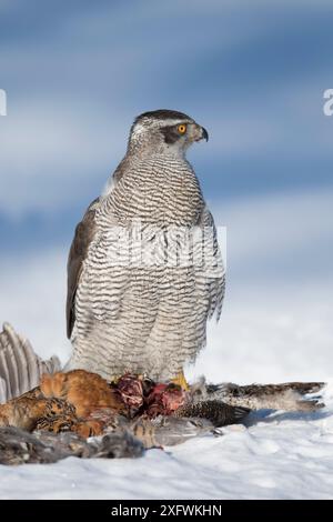 Northern Habicht (Accipiter gentilis) Fütterung auf das Birkhuhn (Tetrao tetrix) Weibliche im Winter, Finnland. März Stockfoto