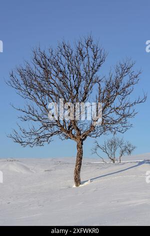 Weidenptarmigan (Lagopus lagopus) im Schnee, Taymyr-Halbinsel, Sibirien, Russland. März Stockfoto