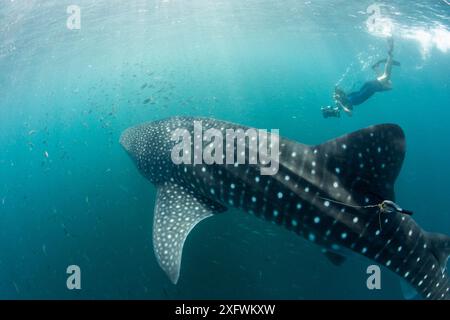 Snorkeller macht Fotos von Walhai (Rhincodon Typus) mit Tracking-Tag, Tadjourah Golf, Dschibuti. Dezember 2017. Stockfoto