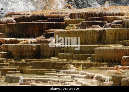 Farbenfrohe Terrassen in Mammoth Hot Springs Stockfoto