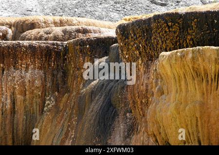 Mammoth Hot Spring Terrace Detail Stockfoto