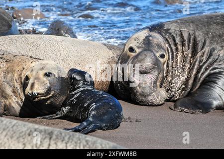 Nördliche Elefantenrobbe (Mirounga angustirostris) weiblich mit Jungtier am Strand, mit großem männlichen Hintern. Guadalupe. Stockfoto