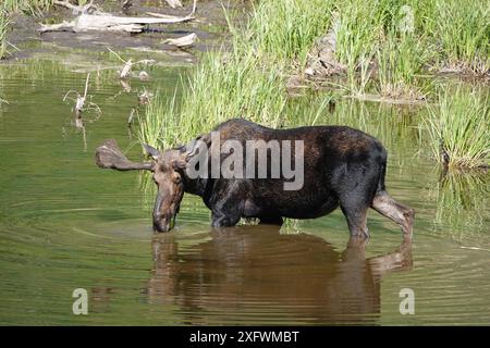 Erwachsener männlicher Elch im See Stockfoto