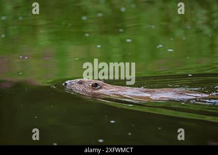 Biber (Castor Fiber) weiblich, schwimmend auf dem Fluss Otter, Devon, Großbritannien, Juli. Stockfoto