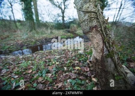 Biber (Castor-Faser) nagte Silberbirke (Betula pendula) mit einem Biberkanal, der für den Transport nach hinten ausgegraben wurde, East Devon, England, Großbritannien, Februar. Stockfoto