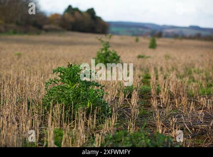 Winterfeld mit Stoppeln und Unkraut, East Devon, England, Großbritannien, November. Felder wie diese unterstützen im Winter landwirtschaftlich genutzte Vögel, die als Saatgutquelle dienen. Stockfoto