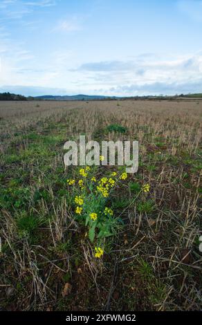 Winterfeld mit Stoppeln und Unkraut, East Devon, England, Großbritannien, November. Felder wie diese unterstützen im Winter landwirtschaftlich genutzte Vögel, die als Saatgutquelle dienen. Stockfoto