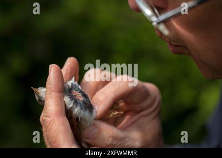 Vogelringer überprüft nach dem Klingeln die Fettspeicherung von gemeinem Weißroat (Sylvia communis). East Devon, Großbritannien, Mai. Stockfoto