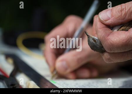 Ringing Common Whitethroat (Sylvia communis) in der Otter Mündung zur Verbesserung des Verständnisses ihrer Ökologie und ihres Lebenszyklus. Devon, England, Großbritannien, Mai. Stockfoto