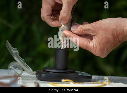 Vogelringer, der nach dem Klingeln gemeiner Weißbrot (Sylvia communis) wiegt. East Devon, England, Großbritannien, Mai. Stockfoto