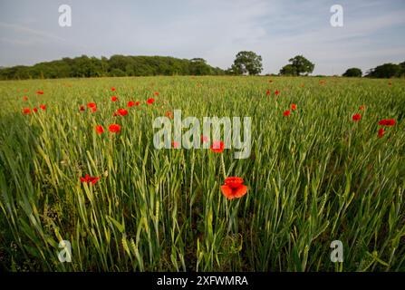 Wildmohn (Papaver rhoeas), der auf dem Weizenfeld in East Devon, England wächst. UK Stockfoto