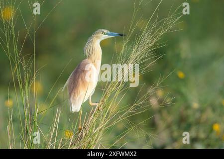 Squacco Reiher (Ardeola ralloides), der im Gras thront, Khwai, Botswana. Stockfoto