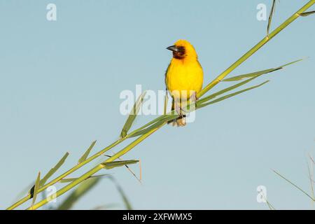 Südlicher Braunkohlenweber (Ploceus xanthopterus), der auf Schilf thront, Chobe River, Botswana. Stockfoto