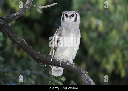 Verreaux's / Riesenadlereule (Bubo lacteus) thront im Baum, Khwai, Botswana. Stockfoto