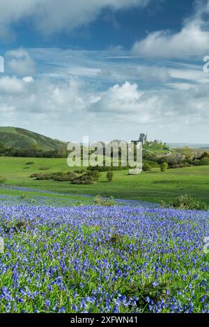 Blauglocken (Hyacinthoides non-scripta) in Corfe Common, Corfe Castle im Hintergrund, Isle of Purbeck, Dorset, England, Großbritannien. Mai 2014. Stockfoto