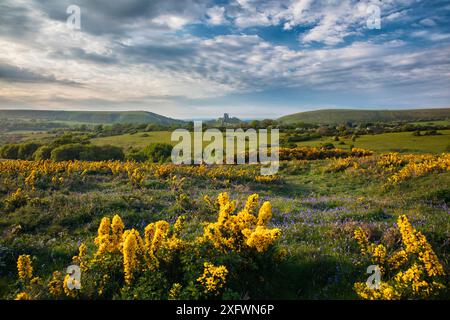 Blauglocken (Hyacinthoides non-scripta) und Gorse (Ulex europaeus) auf Corfe Common, Corfe Castle im Hintergrund, Dorset, England, Großbritannien. Mai 2017. Stockfoto