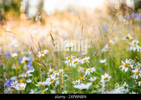 Vollformataufnahme frischer weißer Gänseblümchen im Freien Stockfoto