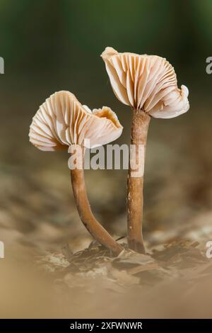 Täuscher (Laccaria laccata), Worcestershire, England, Vereinigtes Königreich. Oktober. Stockfoto