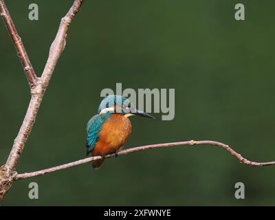 Junger eisvogel, mit schokoladenbraunen Füßen, die auf sein Alter hindeuten, wird nicht mehr von Erwachsenen unterstützt und ist jetzt allein. Einzug oder Matrize. Stockfoto