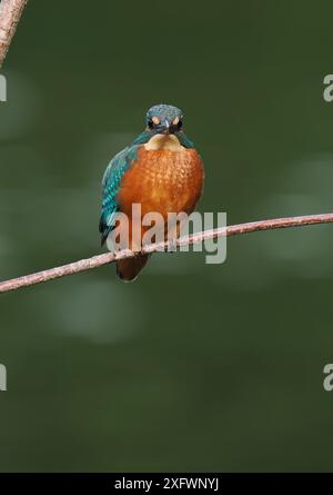 Junger eisvogel, mit schokoladenbraunen Füßen, die auf sein Alter hindeuten, wird nicht mehr von Erwachsenen unterstützt und ist jetzt allein. Einzug oder Matrize. Stockfoto