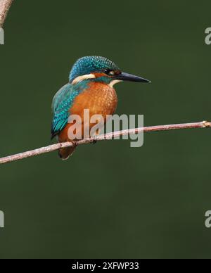 Junger eisvogel, mit schokoladenbraunen Füßen, die auf sein Alter hindeuten, wird nicht mehr von Erwachsenen unterstützt und ist jetzt allein. Einzug oder Matrize. Stockfoto