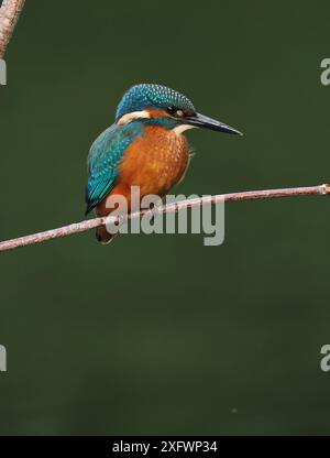 Junger eisvogel, mit schokoladenbraunen Füßen, die auf sein Alter hindeuten, wird nicht mehr von Erwachsenen unterstützt und ist jetzt allein. Einzug oder Matrize. Stockfoto