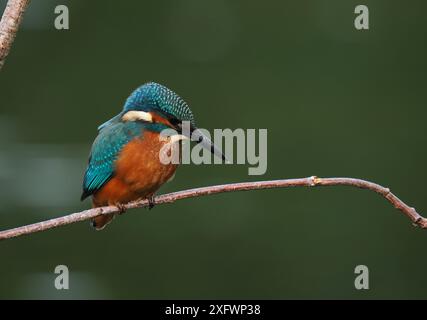 Junger eisvogel, mit schokoladenbraunen Füßen, die auf sein Alter hindeuten, wird nicht mehr von Erwachsenen unterstützt und ist jetzt allein. Einzug oder Matrize. Stockfoto