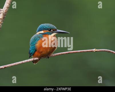 Junger eisvogel, mit schokoladenbraunen Füßen, die auf sein Alter hindeuten, wird nicht mehr von Erwachsenen unterstützt und ist jetzt allein. Einzug oder Matrize. Stockfoto