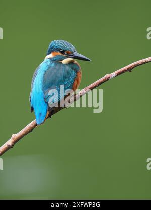 Junger eisvogel, mit schokoladenbraunen Füßen, die auf sein Alter hindeuten, wird nicht mehr von Erwachsenen unterstützt und ist jetzt allein. Einzug oder Matrize. Stockfoto